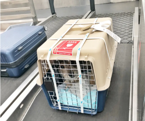 伊犁宠物托运 宠物托运公司 机场宠物托运 宠物空运